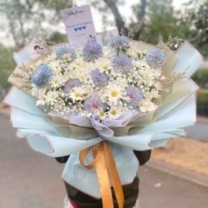 Aster Mix Gompie (L)